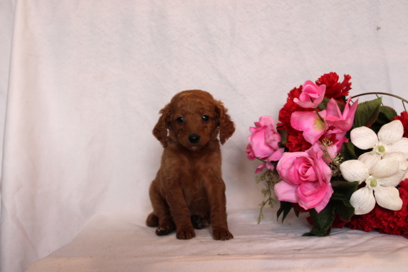 puppy, for, sale, Mini Goldendoodle F2B, Matthew B. Stoltzfus, dog, breeder, Gap, PA, dog-breeder, puppy-for-sale, forsale, nearby, find, puppyfind, locator, puppylocator, aca